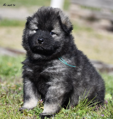 CHIOT 5