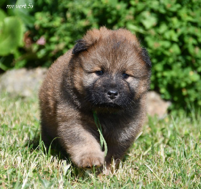 CHIOT 6