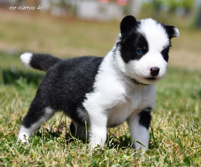 CHIOT 3