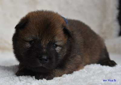 CHIOT 1