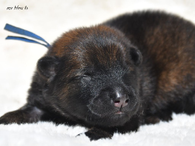 CHIOT 1