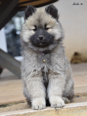 CHIOT 4