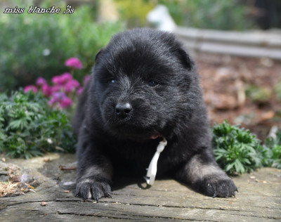 CHIOT 1