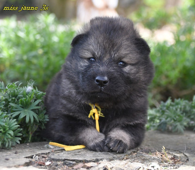 CHIOT 2