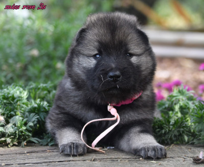 CHIOT 3