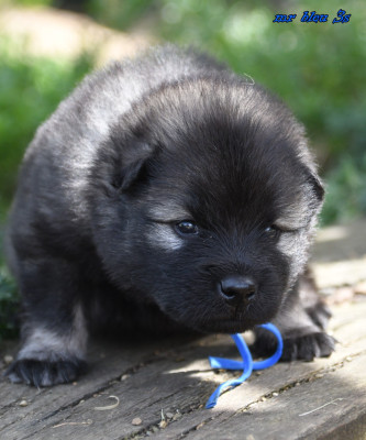 CHIOT 4