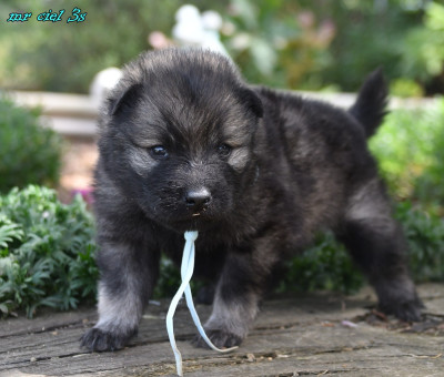 CHIOT 5