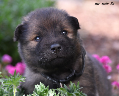 CHIOT 6