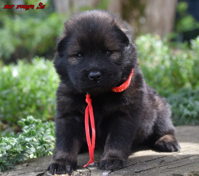 CHIOT 8