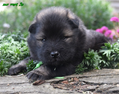 CHIOT 7
