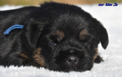 Chiot N°1