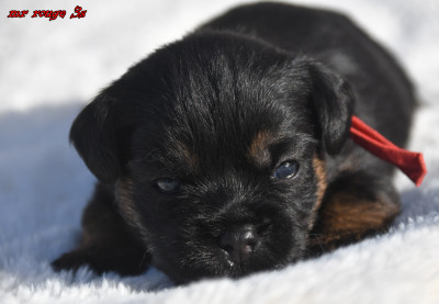 Chiot N°2