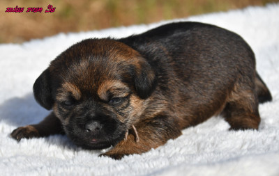 Chiot N°3