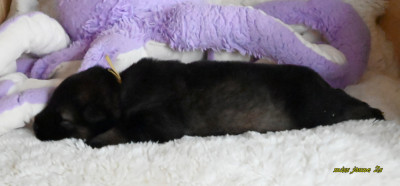 Chiot N°2