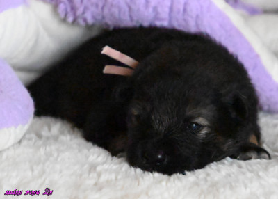 Chiot N°3