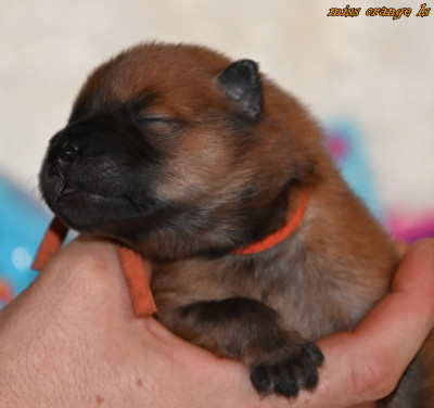 CHIOT 3