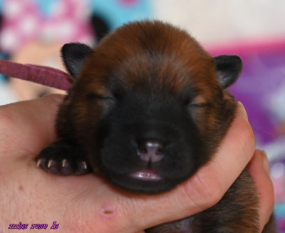 CHIOT 4