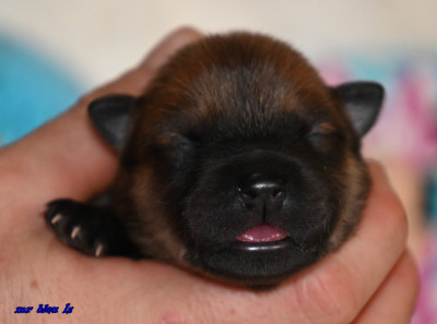 CHIOT 5