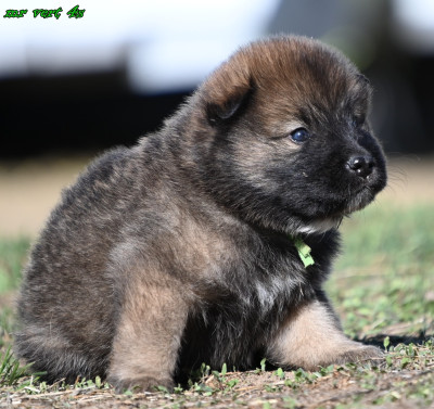 Chiot N°3