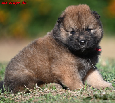 Chiot N°2