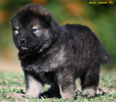 Chiot N°4