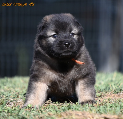 Chiot N°5