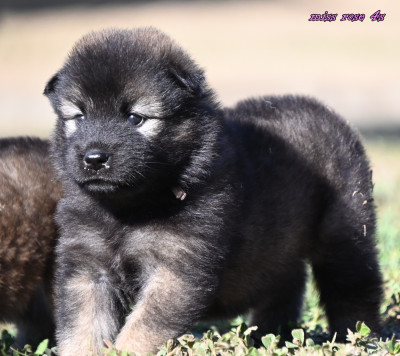 Chiot N°6