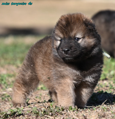 Chiot N°7