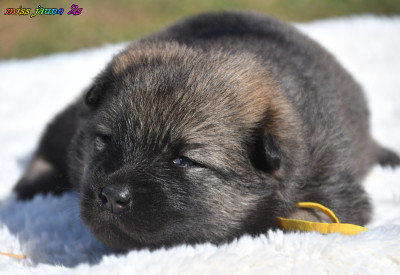 CHIOT 1