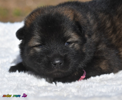 CHIOT 2