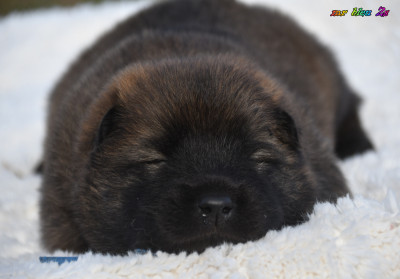 CHIOT 4
