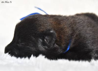CHIOT 2