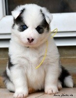 CHIOT