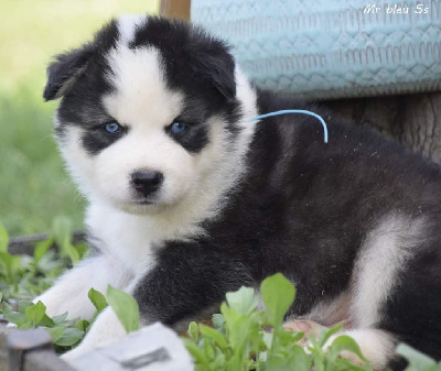 CHIOT