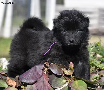 CHIOT 6