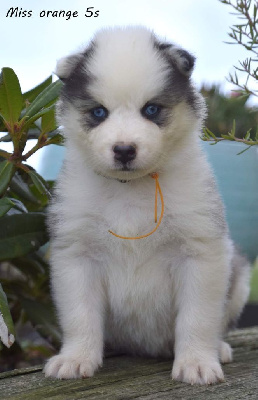 CHIOT