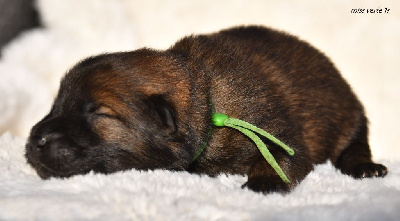 CHIOT 6
