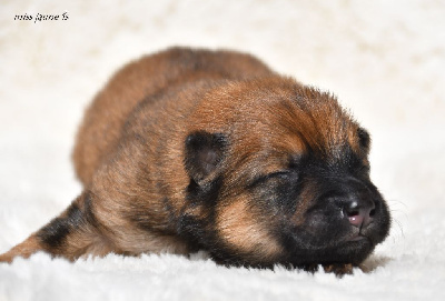 CHIOT 4