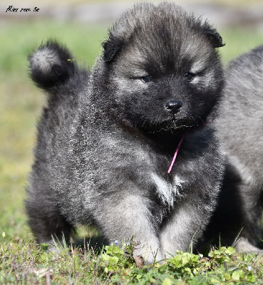 CHIOT 7