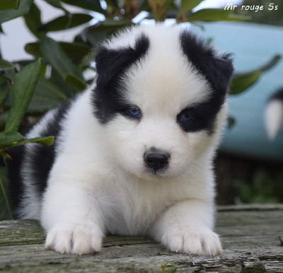 CHIOT