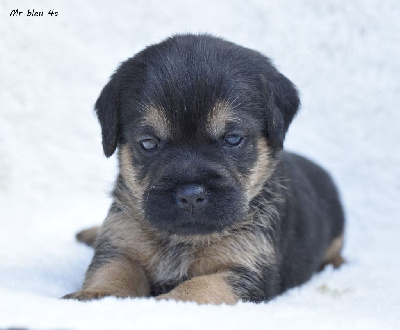 CHIOT