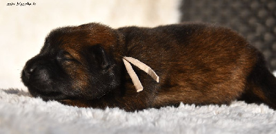 CHIOT 3