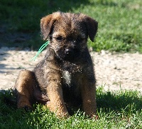 CHIOT