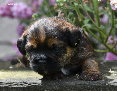 CHIOT