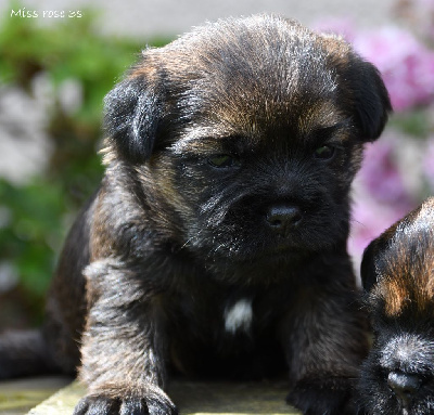 CHIOT
