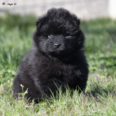 CHIOT 1
