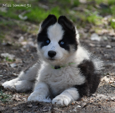CHIOT