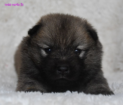 CHIOT 2