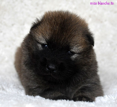 CHIOT 5