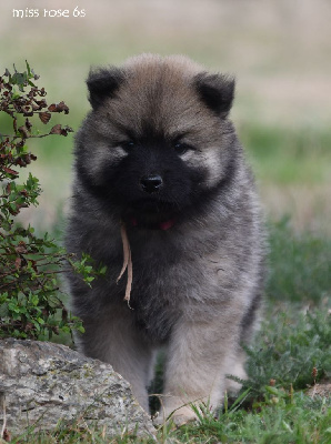 CHIOT 6